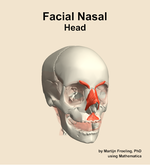 Muscles of the facial nasal compartment of the head - orientation 12