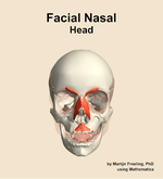 Muscles of the facial nasal compartment of the head - orientation 13