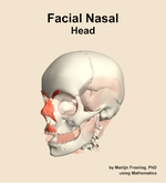 Muscles of the facial nasal compartment of the head - orientation 15