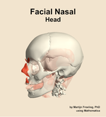 Muscles of the facial nasal compartment of the head - orientation 16