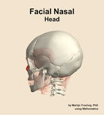 Muscles of the facial nasal compartment of the head - orientation 2