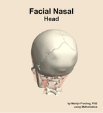 Muscles of the facial nasal compartment of the head - orientation 4