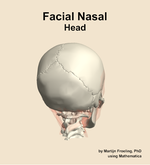 Muscles of the facial nasal compartment of the head - orientation 6