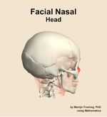 Muscles of the facial nasal compartment of the head - orientation 8