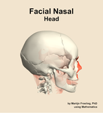 Muscles of the facial nasal compartment of the head - orientation 9