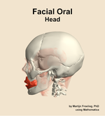 Muscles of the facial oral compartment of the head - orientation 1