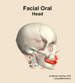 Muscles of the facial oral compartment of the head - orientation 10