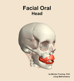 Muscles of the facial oral compartment of the head - orientation 11
