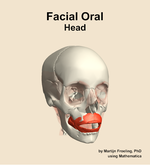Muscles of the facial oral compartment of the head - orientation 12