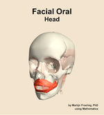 Muscles of the facial oral compartment of the head - orientation 14