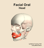 Muscles of the facial oral compartment of the head - orientation 15
