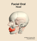 Muscles of the facial oral compartment of the head - orientation 16