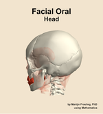 Muscles of the facial oral compartment of the head - orientation 2