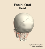 Muscles of the facial oral compartment of the head - orientation 4