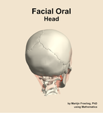 Muscles of the facial oral compartment of the head - orientation 6