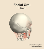 Muscles of the facial oral compartment of the head - orientation 7