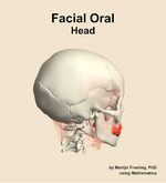 Muscles of the facial oral compartment of the head - orientation 8