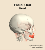 Muscles of the facial oral compartment of the head - orientation 9