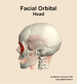 Muscles of the facial orbital compartment of the head - orientation 1
