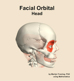 Muscles of the facial orbital compartment of the head - orientation 10