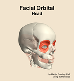 Muscles of the facial orbital compartment of the head - orientation 11