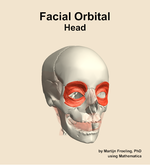 Muscles of the facial orbital compartment of the head - orientation 12