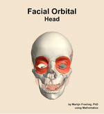 Muscles of the facial orbital compartment of the head - orientation 13