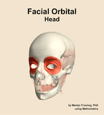 Muscles of the facial orbital compartment of the head - orientation 14