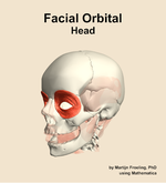 Muscles of the facial orbital compartment of the head - orientation 15