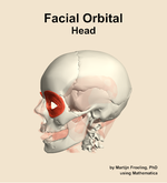 Muscles of the facial orbital compartment of the head - orientation 16