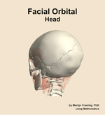 Muscles of the facial orbital compartment of the head - orientation 3