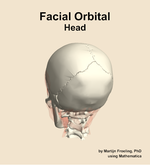 Muscles of the facial orbital compartment of the head - orientation 4