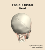 Muscles of the facial orbital compartment of the head - orientation 6