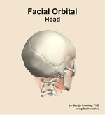 Muscles of the facial orbital compartment of the head - orientation 7