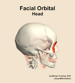 Muscles of the facial orbital compartment of the head - orientation 9
