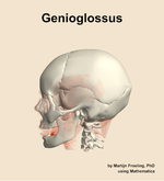 The genioglossus muscle of the head - orientation 1
