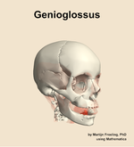 The genioglossus muscle of the head - orientation 11