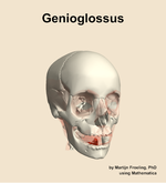 The genioglossus muscle of the head - orientation 12