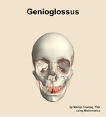The genioglossus muscle of the head - orientation 13