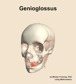 The genioglossus muscle of the head - orientation 14