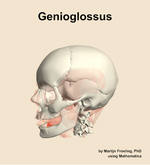 The genioglossus muscle of the head - orientation 16