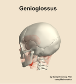 The genioglossus muscle of the head - orientation 2