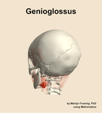 The genioglossus muscle of the head - orientation 3