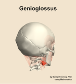 The genioglossus muscle of the head - orientation 7