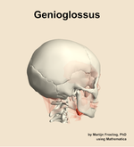 The genioglossus muscle of the head - orientation 8