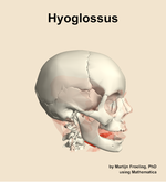 The hyoglossus muscle of the head - orientation 10