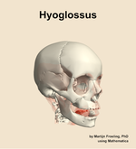 The hyoglossus muscle of the head - orientation 11