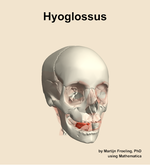 The hyoglossus muscle of the head - orientation 12