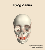 The hyoglossus muscle of the head - orientation 13