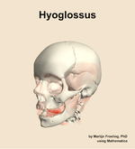 The hyoglossus muscle of the head - orientation 15
